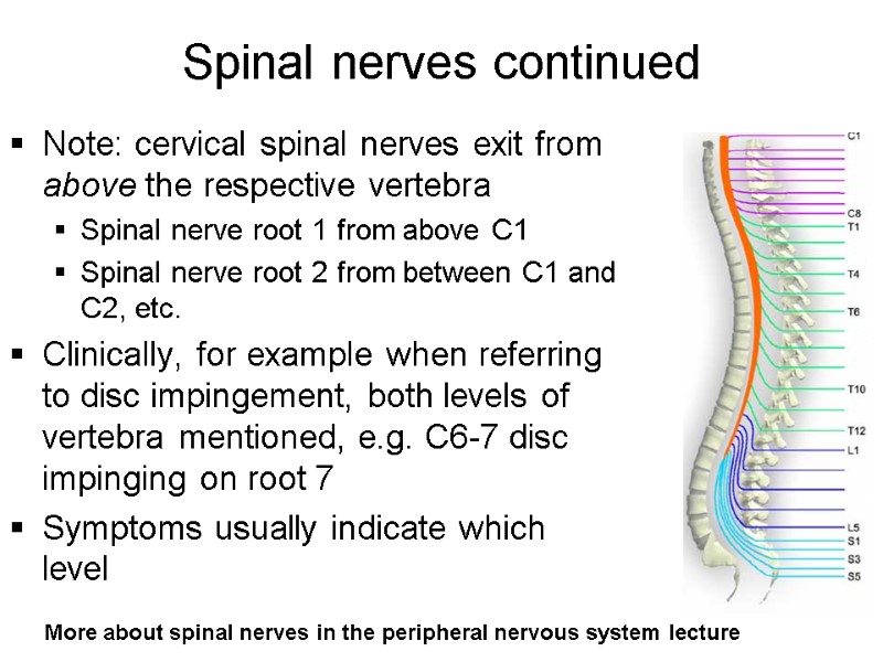 Spinal nerves continued Note: cervical spinal nerves exit from above the respective vertebra Spinal